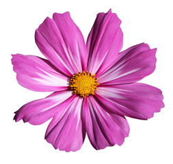 Wall Mural - fleur de cosmos