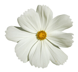 Wall Mural - fleur de cosmos