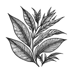 Wall Mural - tea branch leaf sketch line art engraving generative ai vector illustration. Scratch board imitation. Black and white image.