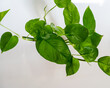 Lush, heart-shaped green leaves of a Pohtos plant, a common and easy-to-care-for houseplant.