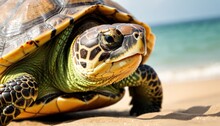 A Close Up Of A Turtle On A Beach With The Ocean In The Backgroound And The Sky In The Background.