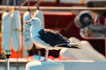 white headed gull