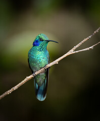 Canvas Print - Hummingbird in the rainforest of Costa Rica 