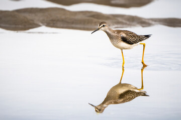 Wall Mural - Lesser Yellowlegs hunting for food on the shoreline of the Gulf of St. Lawrence in Canada.