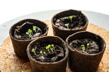 Wall Mural - Little sprouts of basil emerging after five days of growth.