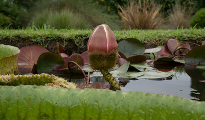 Wall Mural - Exotic water plants. Closeup view of a Victoria cruziana, also known as Giant Water Lily, flower bud and large floating leaves, growing in the pond.