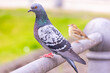 A beautiful city pigeon sits on a railing in the city, next to it a sparrow sits in a blur in the background