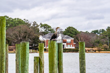 Cormorants And Seagulls Perched On Pier Posts