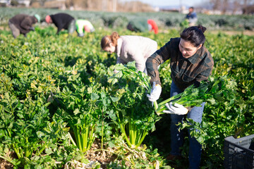 Wall Mural - Busy Asian woman farm worker picking crop of ripe celery leaves on field on sunny spring day. Harvest time..