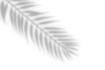 Wall Mural - realistic shadow from tropical plants leaf on white background. tree branch shadow overlay effect, p