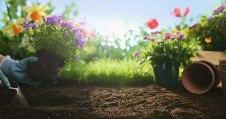 Poster - Gardener woman planting flowers in the garden