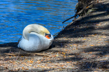 Wall Mural - mute swan resting near a pond in new orleans, louisiana, usa