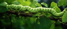 A Bright Green Caterpillar With Black Stripes Is Slowly Moving Along A Tree Branch, Showcasing Its Unique Markings And Crawling Behavior. The Caterpillar Is Surrounded By Green Leaves And Bark.