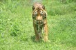 a sumatrantiger standing in the grass