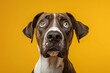 Funny portrait of a dog whose face shows stress, alertness, worry, fear, and begging. Stands out against a yellow background. Generative AI
