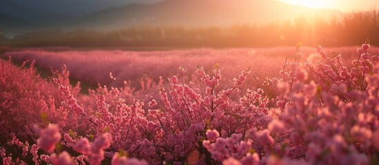 Wall Mural - Serene Sunset Glow: Beautiful Field of Pink Flowers in Warm Evening Light