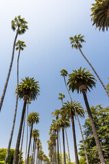 Wall Mural - A perfect summer day and tall palms