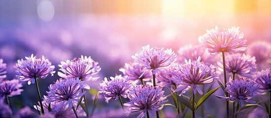 Sticker - A cluster of vibrant purple wildflowers blooms in a lush field under the bright summer sun. The delicate petals sway gently in the breeze, creating a stunning display of natures beauty.