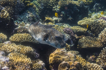 Wall Mural - star pufferfish swimming over corals in the red sea