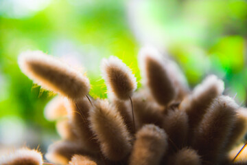 Canvas Print - Dry bunny tails grass