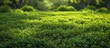 Vibrant Green Grass Blanket in the Serene Park - Peaceful Nature Background
