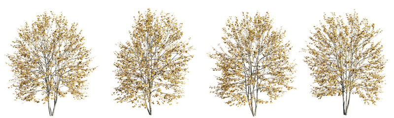 Poster - Isolated trees gardening,Acer saccharinum tree on transparent background.3d rendering PNG
