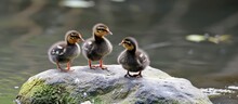 Three Ducklings Are Perched On A Rock In The Water, Surrounded By Other Waterfowl Like Geese And Swans. The Natural Landscape Includes Grass And Livestock Nearby.