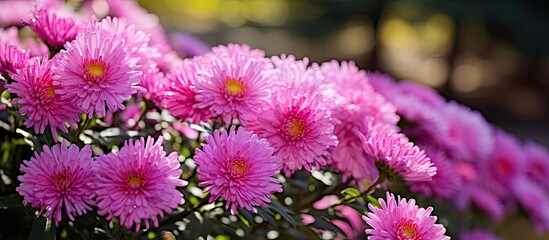 Poster - Close up of bright pink Aster Amellus flowers arranged in a vase with a blurred green leaf background on a sunny day.