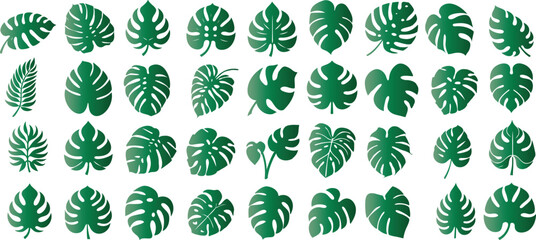 Wall Mural - monstera leaf vector collection, vibrant green monstera leaves, various shapes, sizes, elegant desig