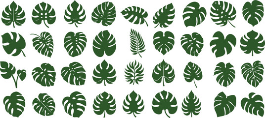 Wall Mural - tropical green monstera leaves vector. Ideal for eco friendly, organic monstera aesthetics in fabric, wallpaper, website backgrounds. Nature inspired monstera leaf design