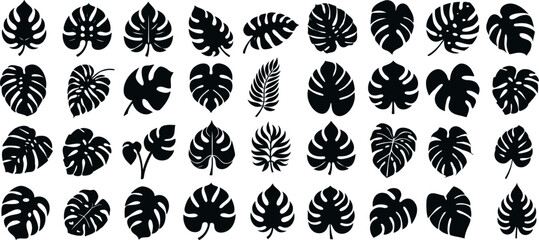 Wall Mural - monstera leaf silhouette, tropical leaf collection, black monstera silhouette on white background, i