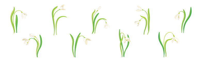 Wall Mural - White Snowdrop Flower on Green Stem with Leaf Vector Set