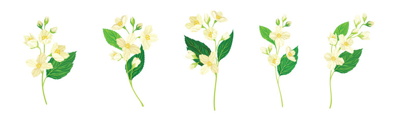 Canvas Print - Jasmine Flower with Stalk and Green Leaves Vector Set