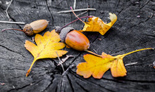 Acorns And Yellow Oak Leaves On A Wooden Stump