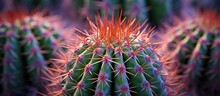 This Close-up View Showcases A Green Cactus With Vibrant Red Tips, Highlighting The Unique Color Contrast Of This Desert Plant. The Spiky Texture Of The Cactus Is Visible Up Close, With Sharp Needles