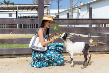 Poster - Tourist woman go to the farm for feeding sheep