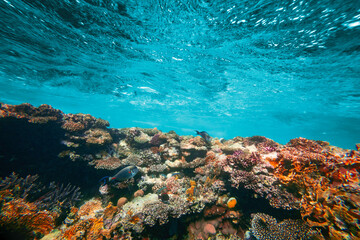 Wall Mural - Underwater coral reef on the red sea