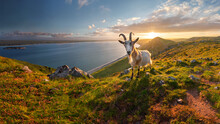 Inquistive Wild Goat On A Hill Top Overlooking A Panoramic Coastal View. Early Morning Or Late Afternoon Golden Light.