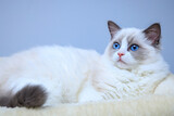 Fototapeta Dziecięca - A blue-eyed Ragdoll kitten sitting on a bed
