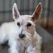 Close-up of a lovely miniature schnauzer dog in selective focus