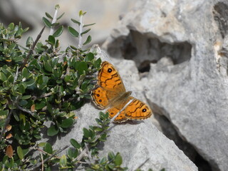 Poster - Brown-eye vixen (Lasiommata megera) butterfly resting on a stone near bushes in Mallorca