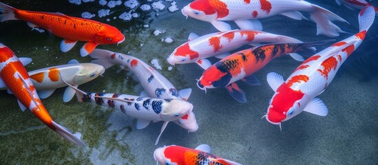 Wall Mural - Tranquil Oasis: Diverse Koi Fish Gracefully Swimming in a Serene Pond
