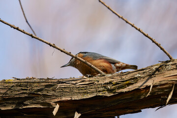 Wall Mural - (Sitta europaea) on the branches of the tree in search of food.