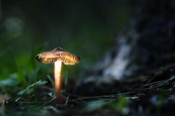 Wall Mural - Photo of glowing mushrooms at night, mysterious forest, fantasy concept