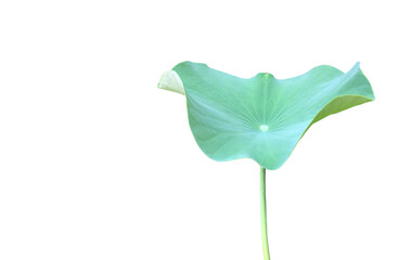 Wall Mural - Lotus leaf or waterlily leaf isolated on white background with clipping paths.