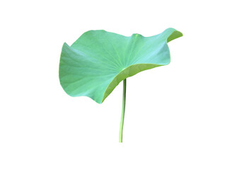 Wall Mural - Lotus leaf or waterlily leaf isolated on white background with clipping paths.