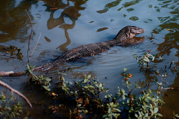 Wall Mural - The Asian water monitor (Varanus salvator) is a large varanid lizard native to South and Southeast Asia.