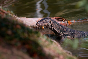 Wall Mural - The Asian water monitor (Varanus salvator) is a large varanid lizard native to South and Southeast Asia.