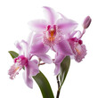cattleya orchid isolated on transparent background, png