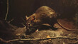 Brown Rat Foraging for Food
